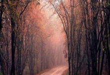 开云体育登录-金色眼泪沸腾时：当勇士梦断奥运，球迷的呐喊震碎星空