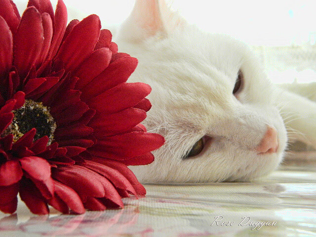 联合杯鏖战筑就红土雄心，西西帕斯双重舞台惊艳四座