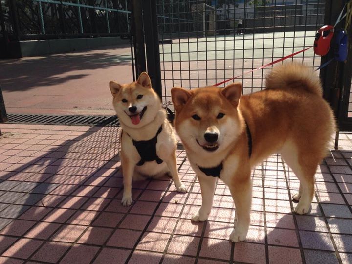 北非壁垒在亚平宁烈焰中崩塌，楚阿梅尼三记重炮改写突尼斯命运