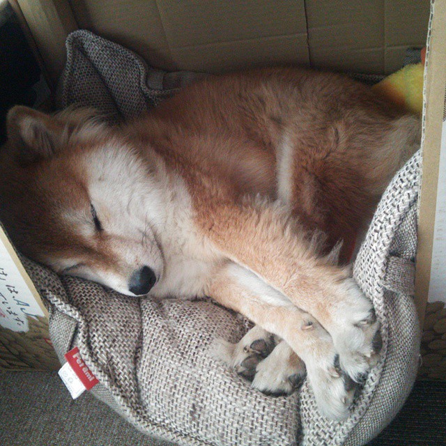 双重爆发,巴斯托尼点亮进攻,智利锁链绞杀澳大利亚