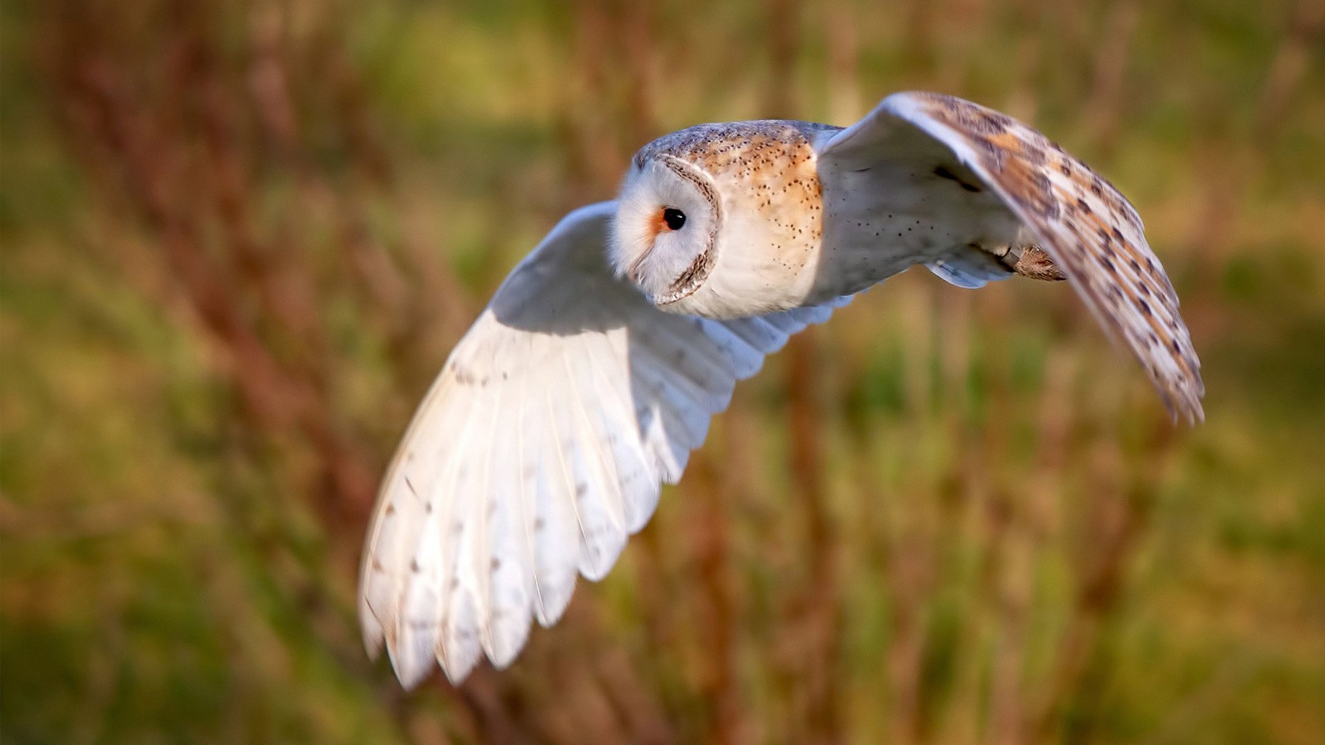 跨界巅峰,富安健洋在阿根廷对阵牙买加慈善赛中铸就生涯之夜
