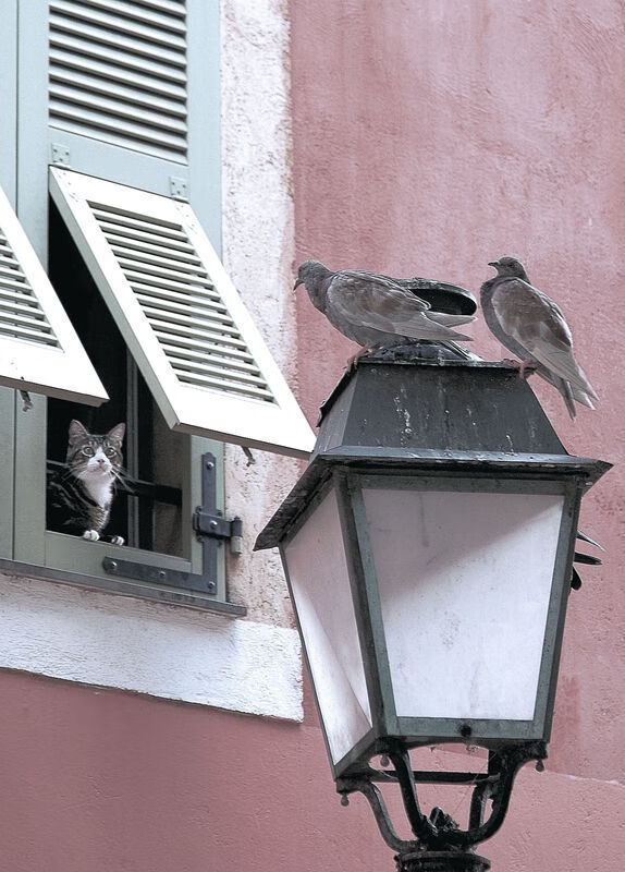 欧冠淘汰赛焦点战,马赛铁血风骨强压阿森纳的华丽美学