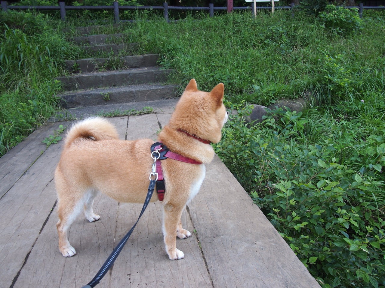 灰熊加时鏖战爵士，若拉梅洛此刻在总决赛赛场？