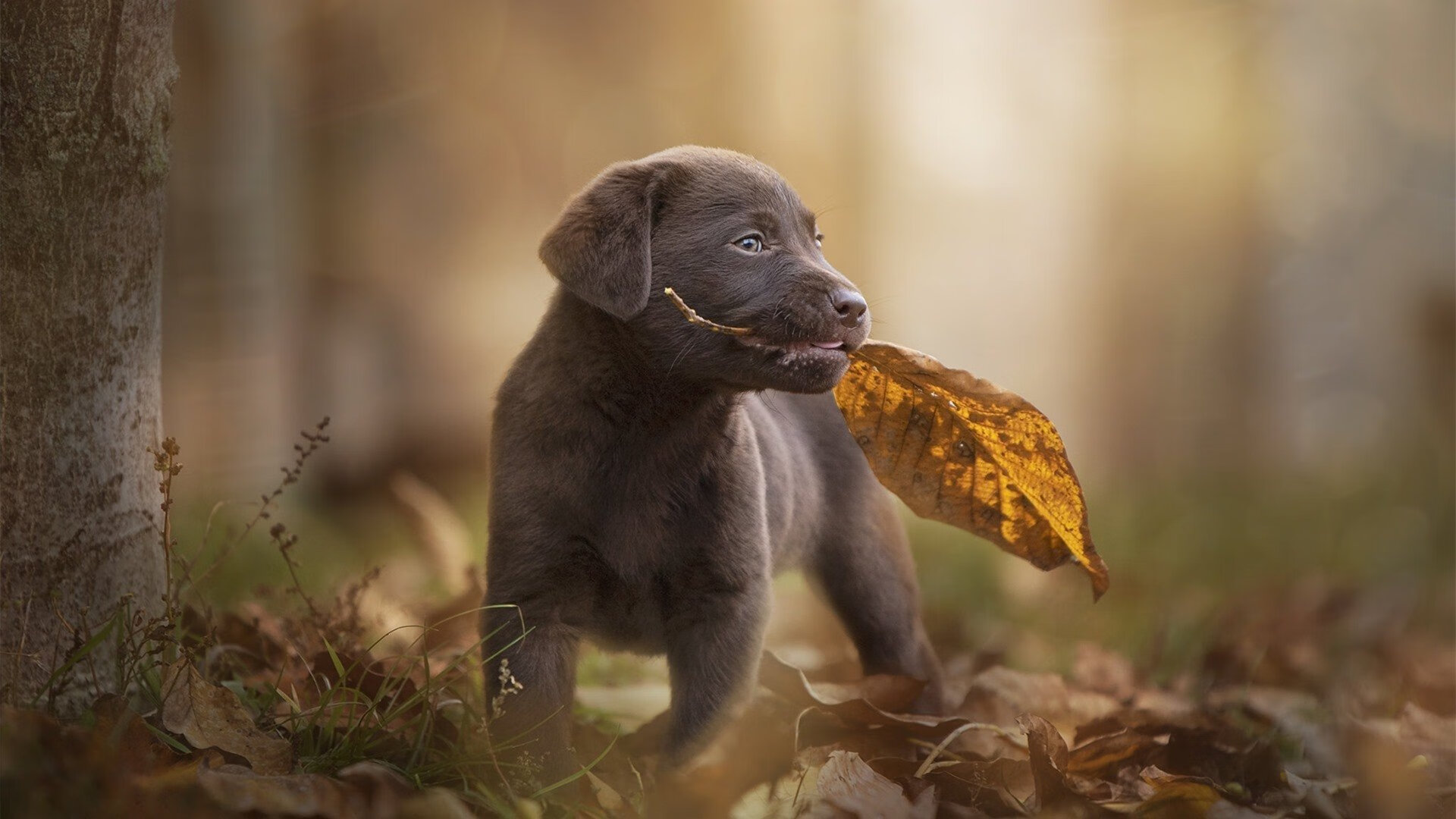 德黑兰空气里的汽油味,当F1揭幕战遇上伊朗式足球神话