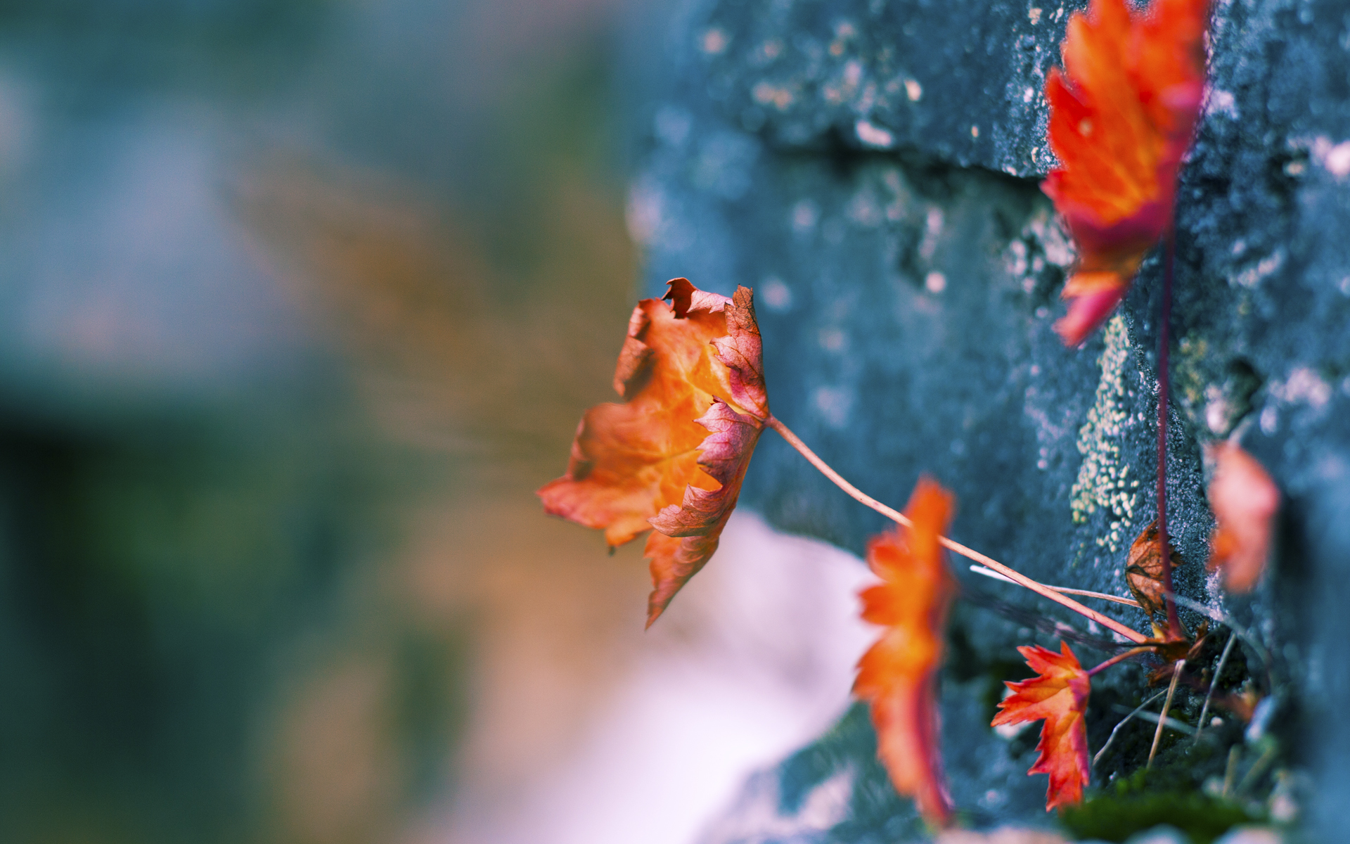 足球与篮球的交汇，一场跨越大洲的体育精神之战