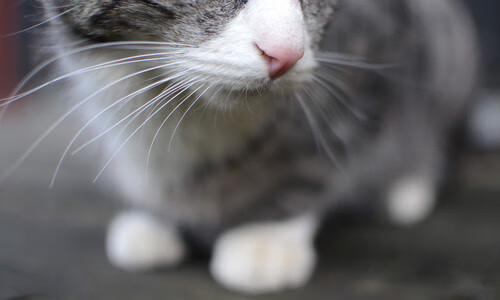 萨拉赫终场绝杀,卡塔尔奇迹逆转比利时