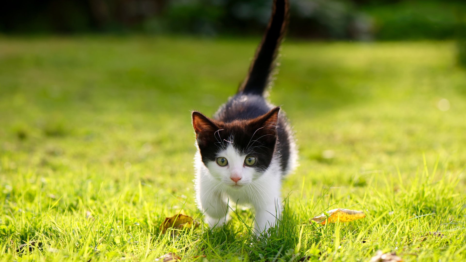 东瀛武士斩落格子军,坎特化身关键先生