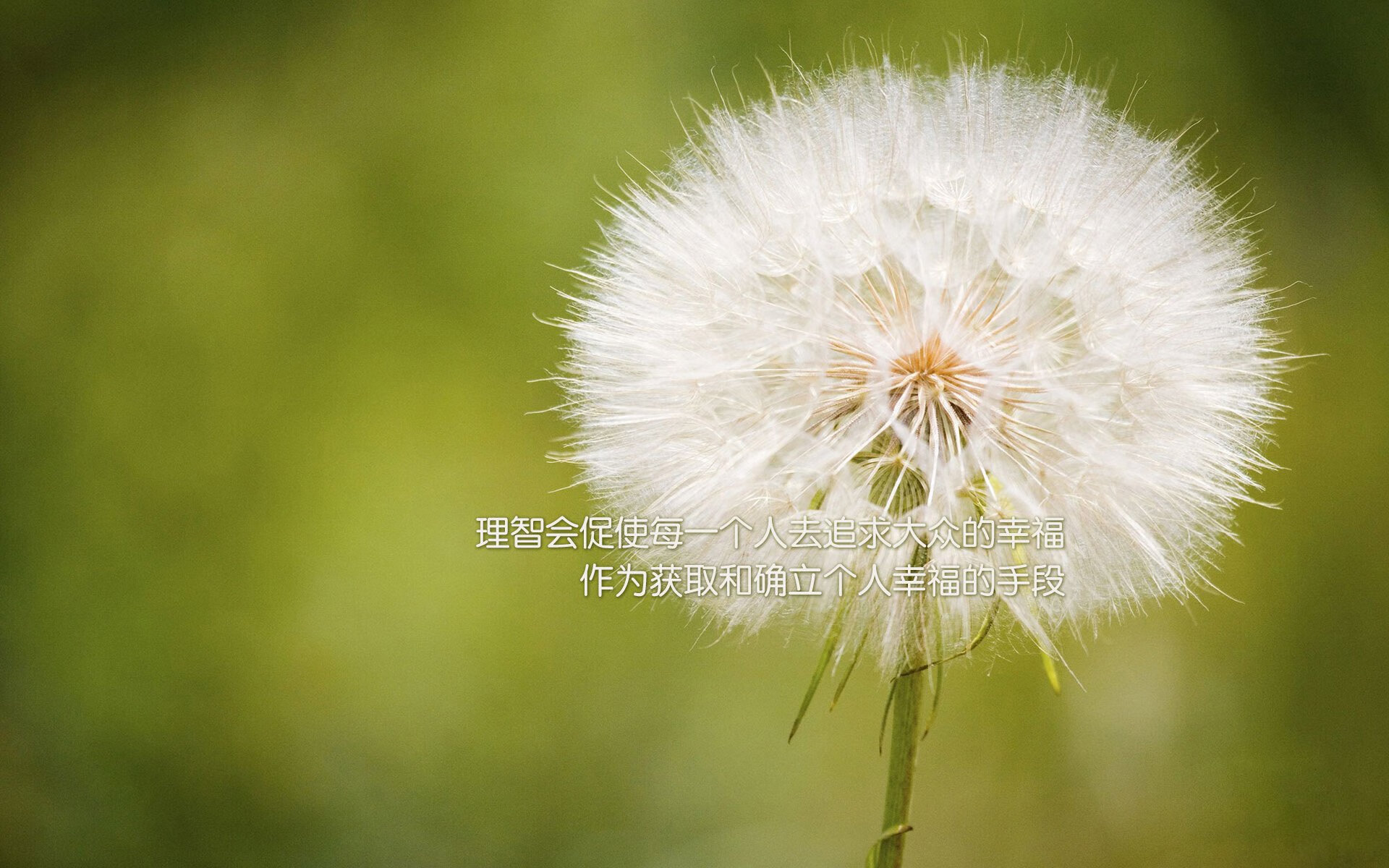 绿茵双响炮,努涅斯破茧与埃及铁血—实力,是唯一的证词