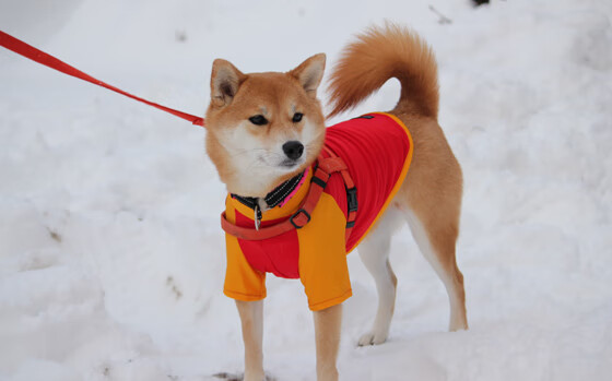 马里血性突围！生死战撕碎哥斯达黎加，直通奥运门票在望